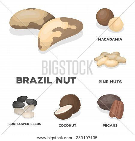 Different Kinds Of Nuts Cartoon Icons In Set Collection For Design.nut Food Vector Symbol Stock  Ill