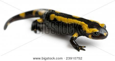 Brand salamander, Salamandra salamandra, foran hvid baggrund