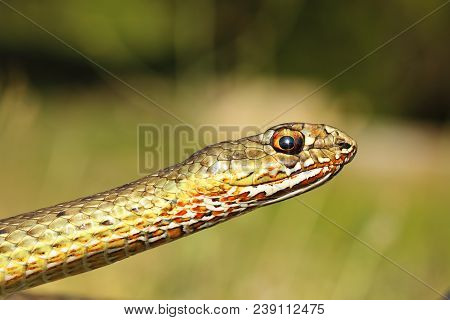 Portrait Of Eastern Montpellier Snake ( Malpolon Insignitus )