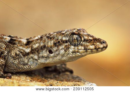 Turkish Gecko Macro Portrait, Or The Mediterranean House Gecko ( Hemidactylus, Turcicus )