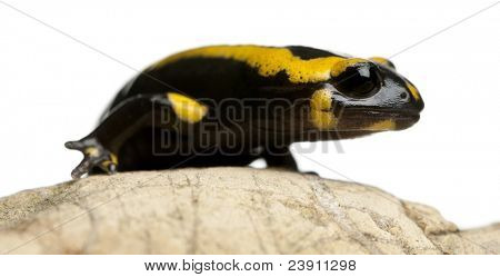 Brand salamander på rock, Salamandra salamandra, foran hvid baggrund