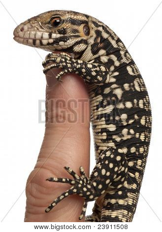Blu Tegu, Tupinambis merianae, arroccato su un dito davanti a sfondo bianco