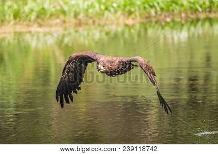 White-tailed Sea Eagle (haliaeetus Albicilla) In Flight In The Rain, With Mountains And Cloud In The