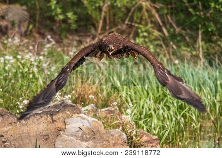 White-tailed Sea Eagle (haliaeetus Albicilla) In Flight In The Rain, With Mountains And Cloud In The