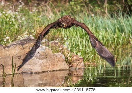 White-tailed Sea Eagle (haliaeetus Albicilla) In Flight In The Rain, With Mountains And Cloud In The