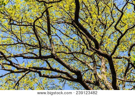 Spring Meadow With Big Tree With Fresh Green Leaves, Tree Branches