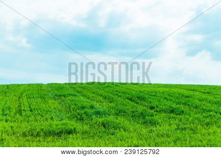 Sky And Grass Background, Fresh Green Fields Under The Blue Sky In Spring