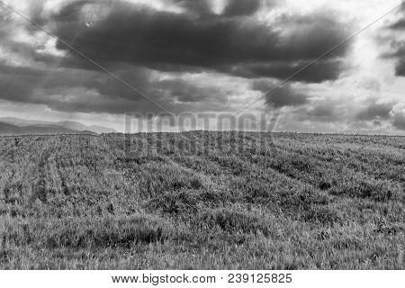 Sky And Grass Background, Fresh Green Fields Under The Blue Sky In Spring