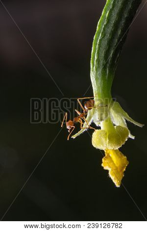 Ant On The Cucumber