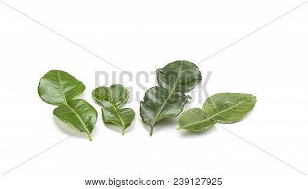 Four Branches Of Lime Leaves Isolated On White Background