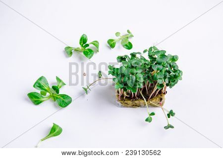 Home Grown Microgreens - Organic Sprouts Grown In Petri Dish On White Background. Sprouts Are Source