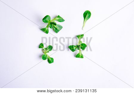 Home Grown Microgreens - Organic Sprouts Grown In Petri Dish On White Background. Sprouts Are Source