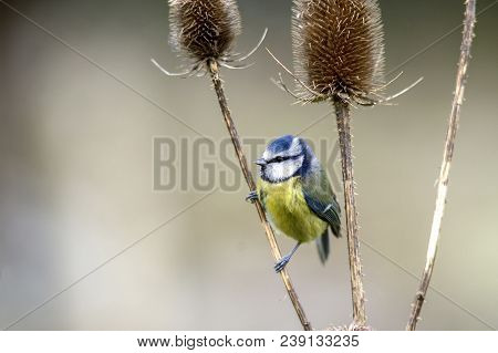 Blue Tit - Cyanistes Caeruleus Perched On Teasel Seed Head