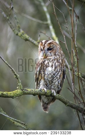 Tawny Owl - Strix Aluco Perched On Tree Branch