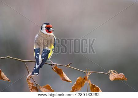 Goldfinch - Carduelis Carduelis Perched On Tree Branch