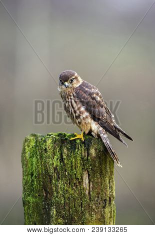 Merlin - Falco Columbarius Perched On Mossy Fence Post