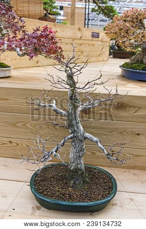 Moscow, Russia - November 10, 2017: Bonsai -  Japanese Hornbeam (carpinus Japonica). Age - About 40 