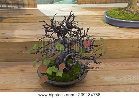 Moscow, Russia - November 10, 2017: Bonsai - Chinese Quince (chaenomeles Sinensis). Age - About 40 Y