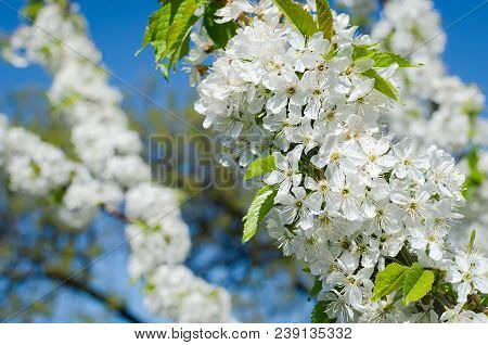 Flowering Cherrybranches On A Tree In The Spring. Selective Focus.