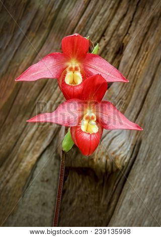 Beautiful Phragmipedium Orchid Flowers Bloom Displaying Colorful Red Petals With Yellow Centers.