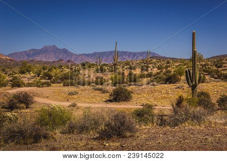 Lost Dutchman State Park Saguaros