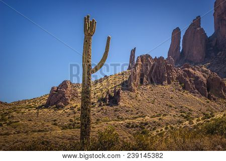 Beautiful Saguaro Cactus
