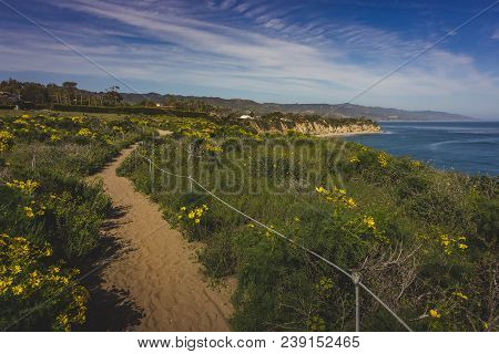 Beautiful Yellow Wildflowers Blooming And Covering Point Dume In Springtime With Coastline View Of D