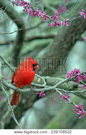 A Portrait Of A Red Bird Amongst Purple Redbud Blooms With A Bokeh Background. Photograph Taken In M
