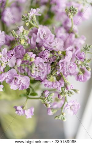 Bouquet Of Beautiful Lilac Color Gillyflower, Levkoy Or Mattiola. Spring Flowers In Vase On Wooden T
