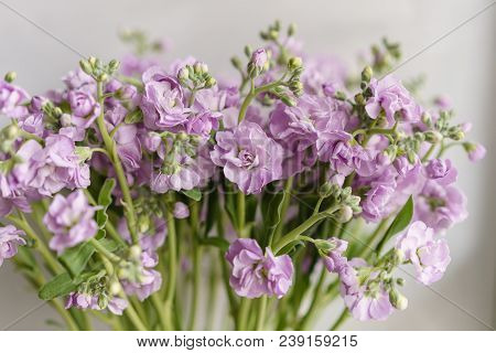Bouquet Of Beautiful Lilac Color Gillyflower, Levkoy Or Mattiola. Spring Flowers In Vase On Wooden T