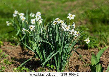 Planting White Daffodils In A Spring Garden. Spring Day.