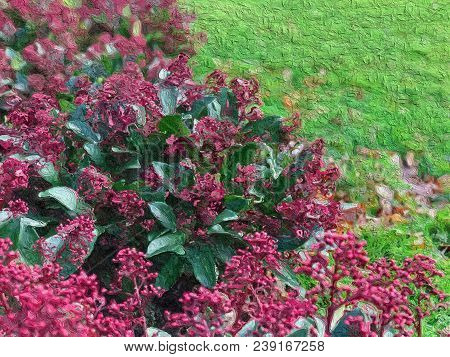 Beautiful Digital Painted Red Skimmia Japonica Rubella Plant With Green Leaves And Red Berries. Sele