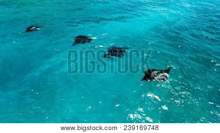 Aerial view of four Manta rays swimming along Nusa Penida coast, near Bali .