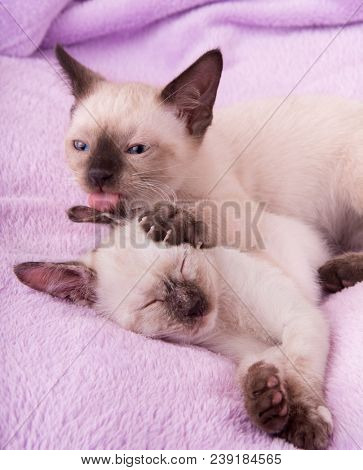 Siamese kitten licking his sister's ear while she sleeps on a purple fleece blanket