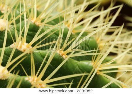 Cactus