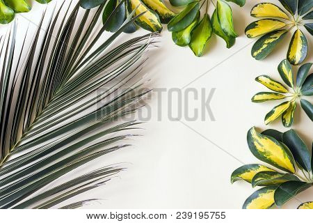 Variegated Yellow And Green Leaves Of Dwarf Umbrella Plant Schefflera Arboricola And The Branch Of P