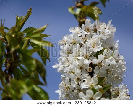 The First Spring White Flower. Branches Of A Cherry Tree. Close Up Against The Blue Sky.