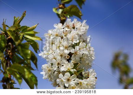 The First Spring White Flower. Branches Of A Cherry Tree. Close Up Against The Blue Sky.