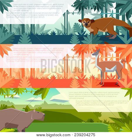 Vector Image Of The Set Of Banners With South America Animals Kinkajou, Guanaco And Capybara