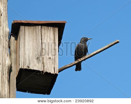 บ้านนกกิ้งโครง