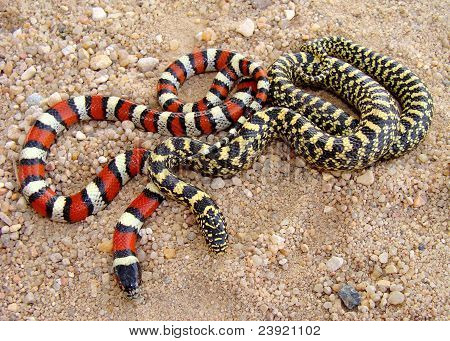 중앙 평원 우유 뱀 하 고 얼룩 덜 룩 한 Kingsnake
