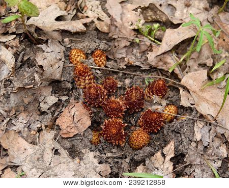 A Colony Of Squawroot Flowers Emerging In A Spring Forest.