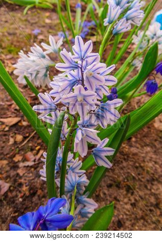 The First Spring Flowers Of The Pushkinia Are Glacial, In The Spring Garden.