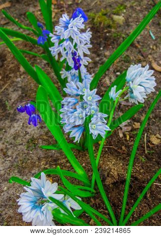 The First Spring Flowers Of The Pushkinia Are Glacial, In The Spring Garden.