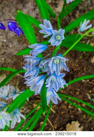 The First Spring Flowers Of The Pushkinia Are Glacial, In The Spring Garden.