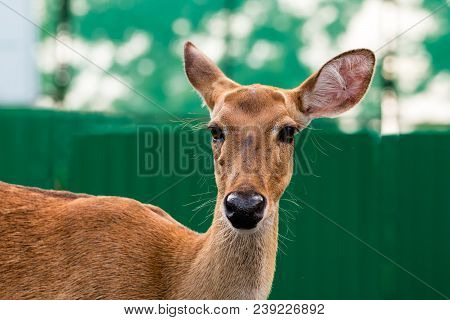 Close Up Of Eld's Deer Head Shot, Portrait Of Eld's Deer On Green Background
