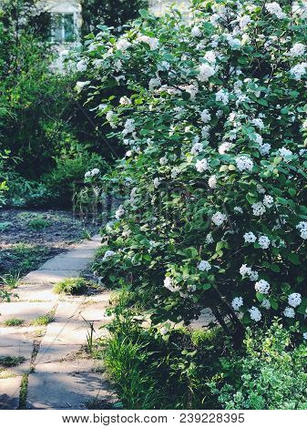 White Flowers On Blooming Booshes In Spring, Traditional Garden With Old Path, Vintage Film Filtered