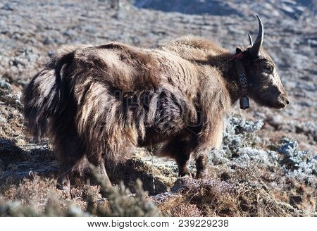 Dzo Yak In The Nepal Himalaya. A Dzo Is A Hybrid Between The Yak And Domestic Cattle
