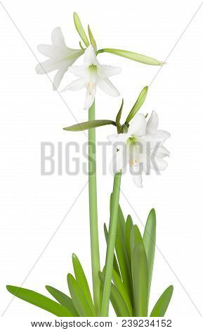 Amaryllis Hippeastrum Sonatini Swan Lake