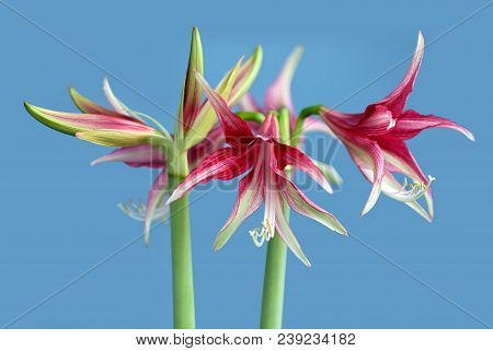 Amaryllis Hippeastrum Exotic Sybister Quito Close Up